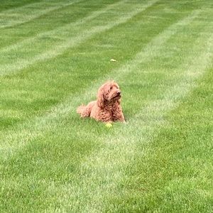 Meet your Posher, Davide